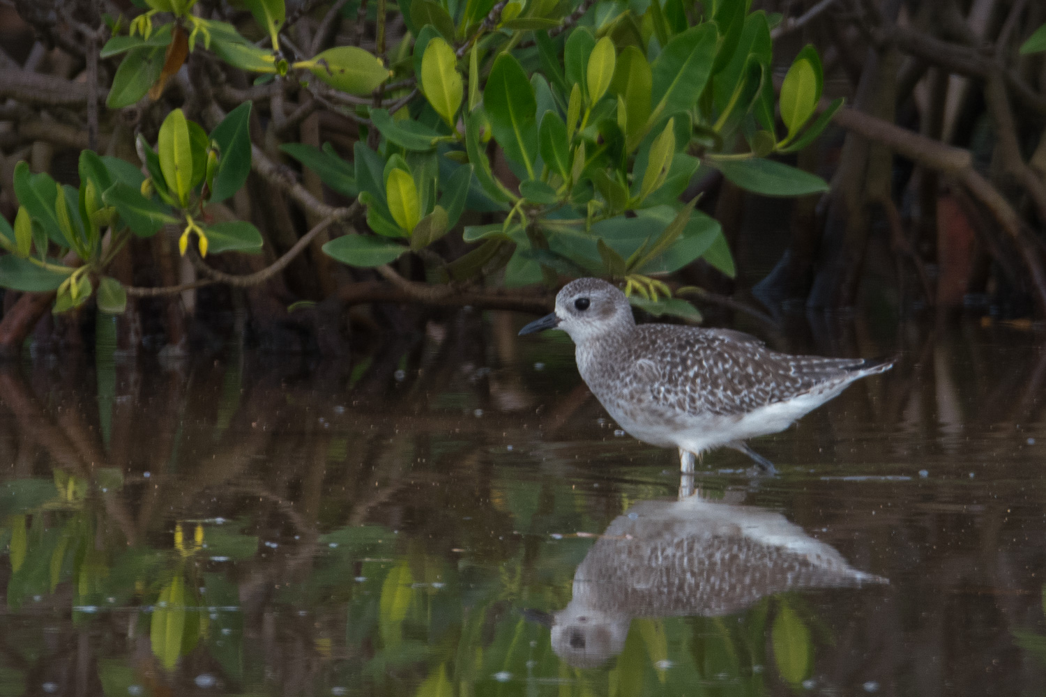 Pluvier argenté (Grey plover, Pluvialis Squatarola), adulte internuptial, Réserve Naturelle d'intérêt communautaire de la Somone. 